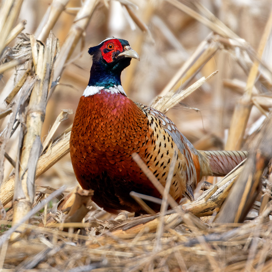 Game Birds: Exploring the Diverse World of Avian Wonders