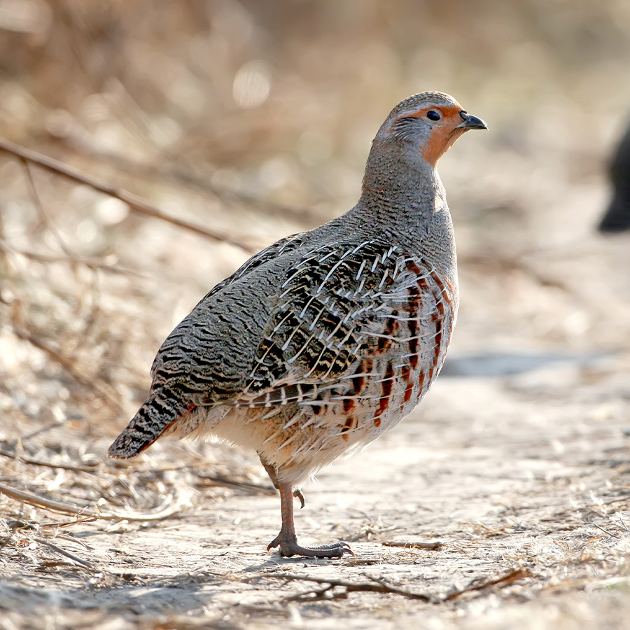 species of bird for wingshoot