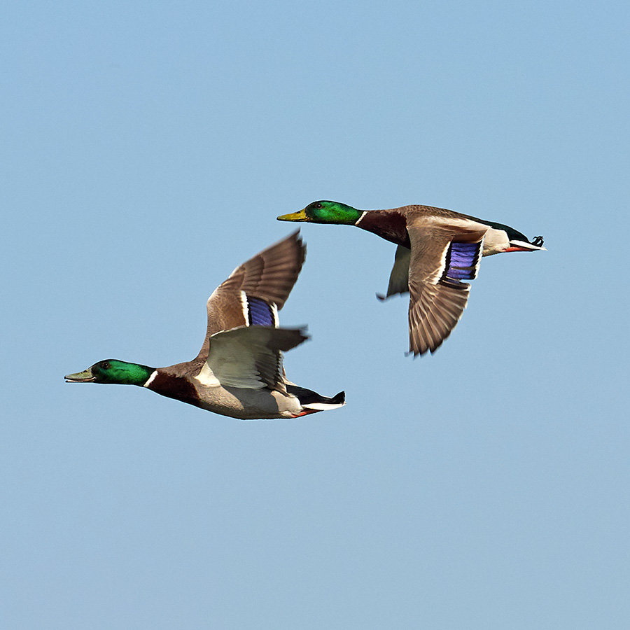 Ducks flying for wingshoot