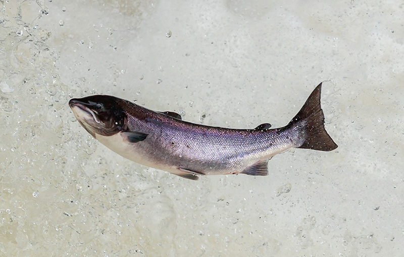 species of fish for fishing